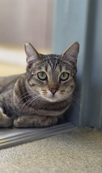 Tinkerbell, Adoptable, Adult Female Domestic Short Hair & Domestic Short Hair.