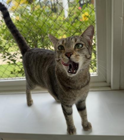 Tinkerbell, Adoptable, Adult Female Domestic Short Hair & Domestic Short Hair.