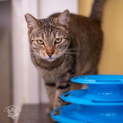 Enlarge Tinkerbell, a Adoptable mixed breed in Honolulu, HI image 1/3