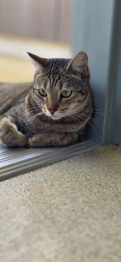 Enlarge Tinkerbell, a Adoptable mixed breed in Honolulu, HI image 2/3