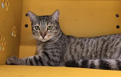 Tinkerbell, Adoptable, Adult Female Domestic Short Hair & Domestic Short Hair.