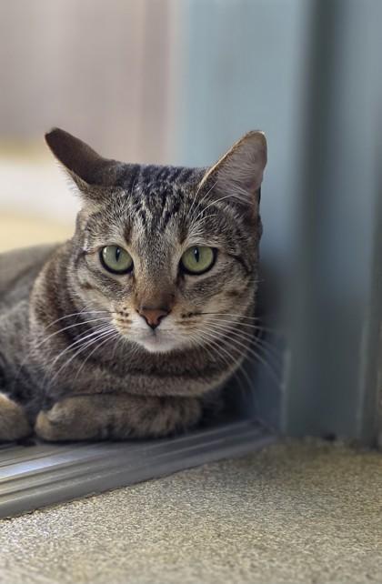 Enlarge Tinkerbell, a Adoptable mixed breed in Honolulu, HI image 3/3