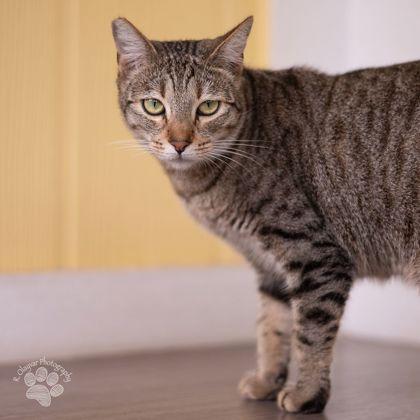 Enlarge Tinkerbell, a Adoptable mixed breed in Honolulu, HI image 3/3