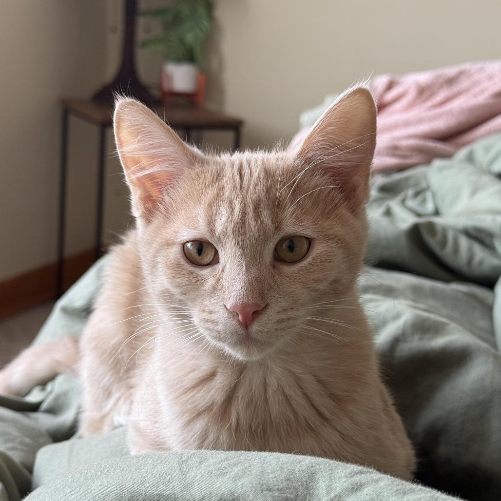 Pistachio, adopted, Young Male Domestic Short Hair.