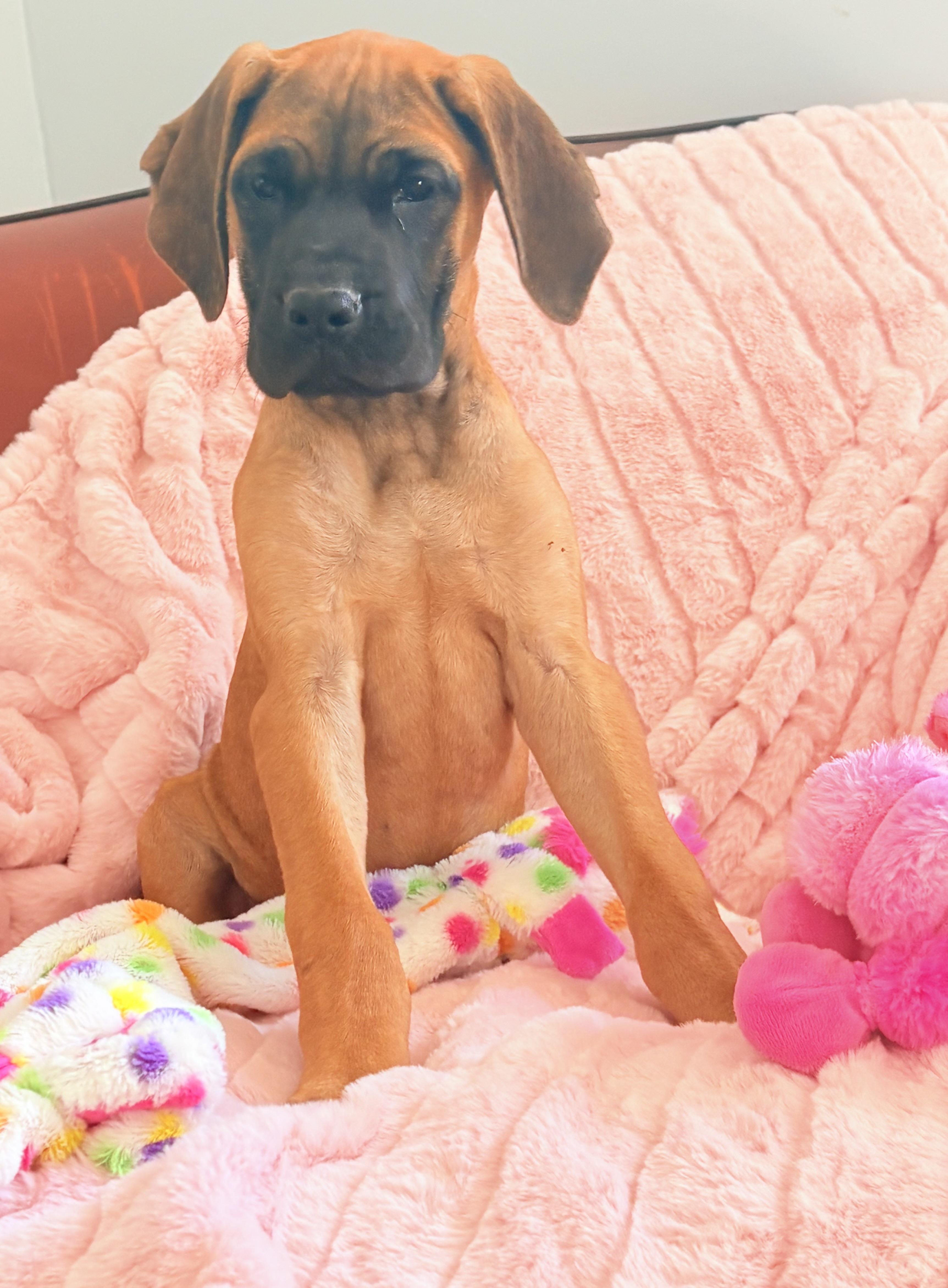 Enlarge Lillian -Lily , an adopted mixed breed in Williamston, SC image 2/2