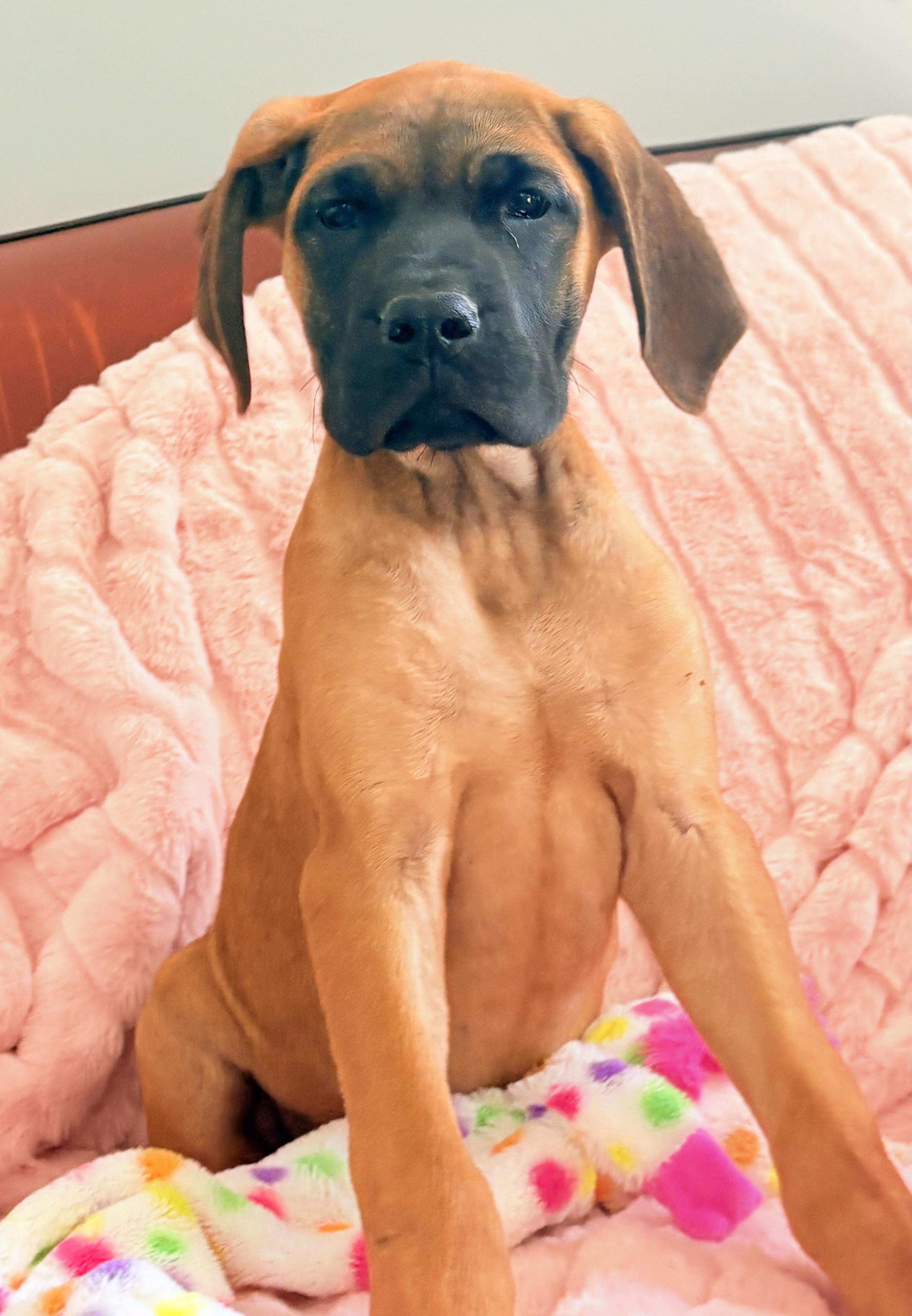 Lillian -Lily , adopted, Puppy Female Great Dane & Bullmastiff.