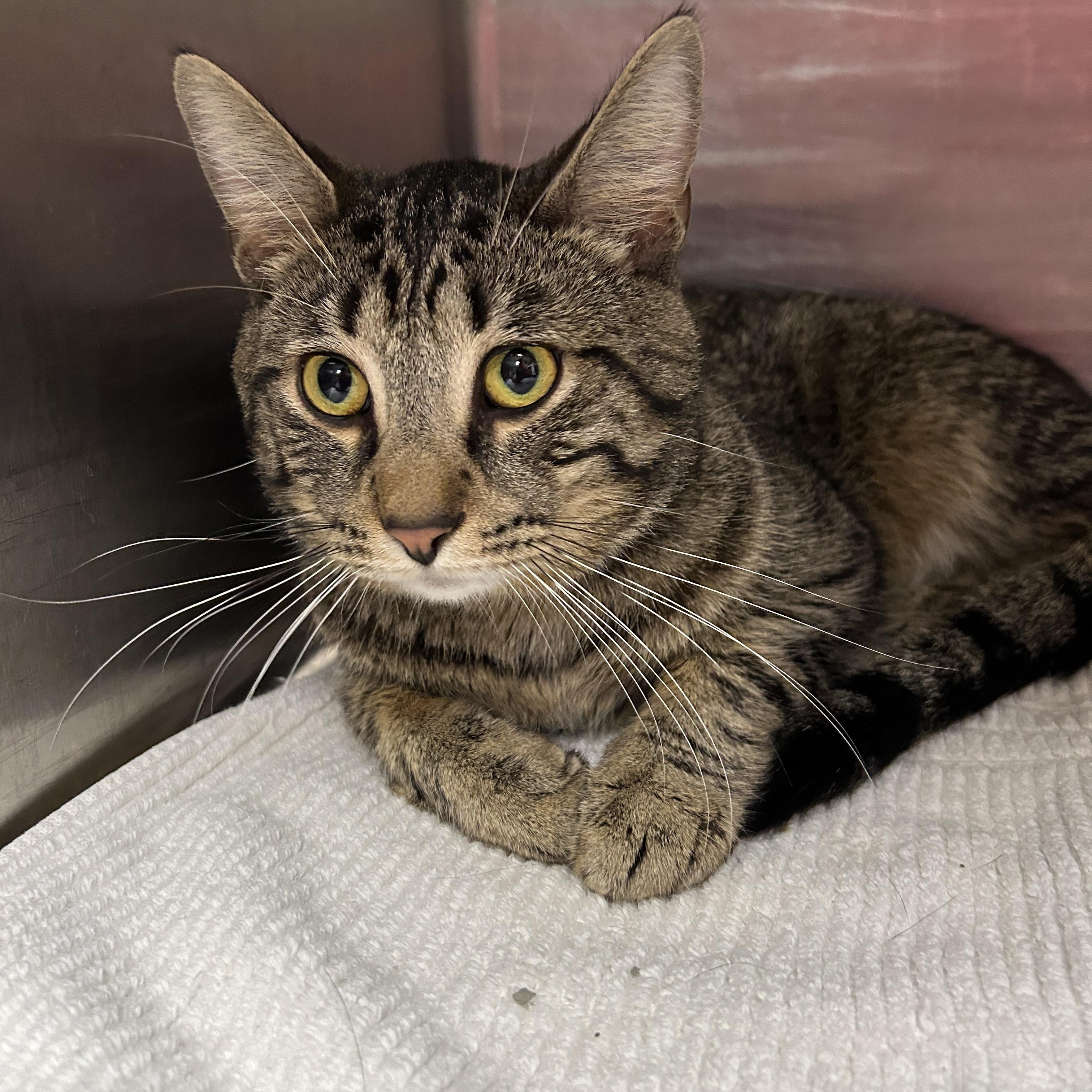 Enlarge San Francisco , an adoptable Domestic Short Hair in La Grange Park, IL image 2/3