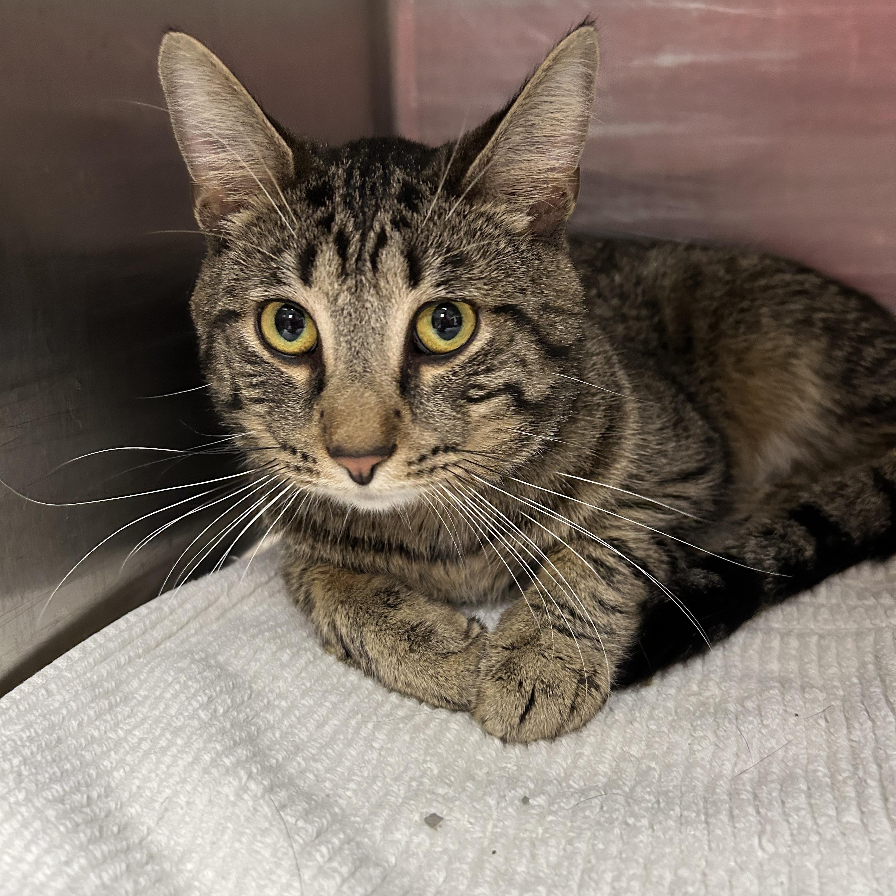 Enlarge San Francisco , an adoptable Domestic Short Hair in La Grange Park, IL image 3/3