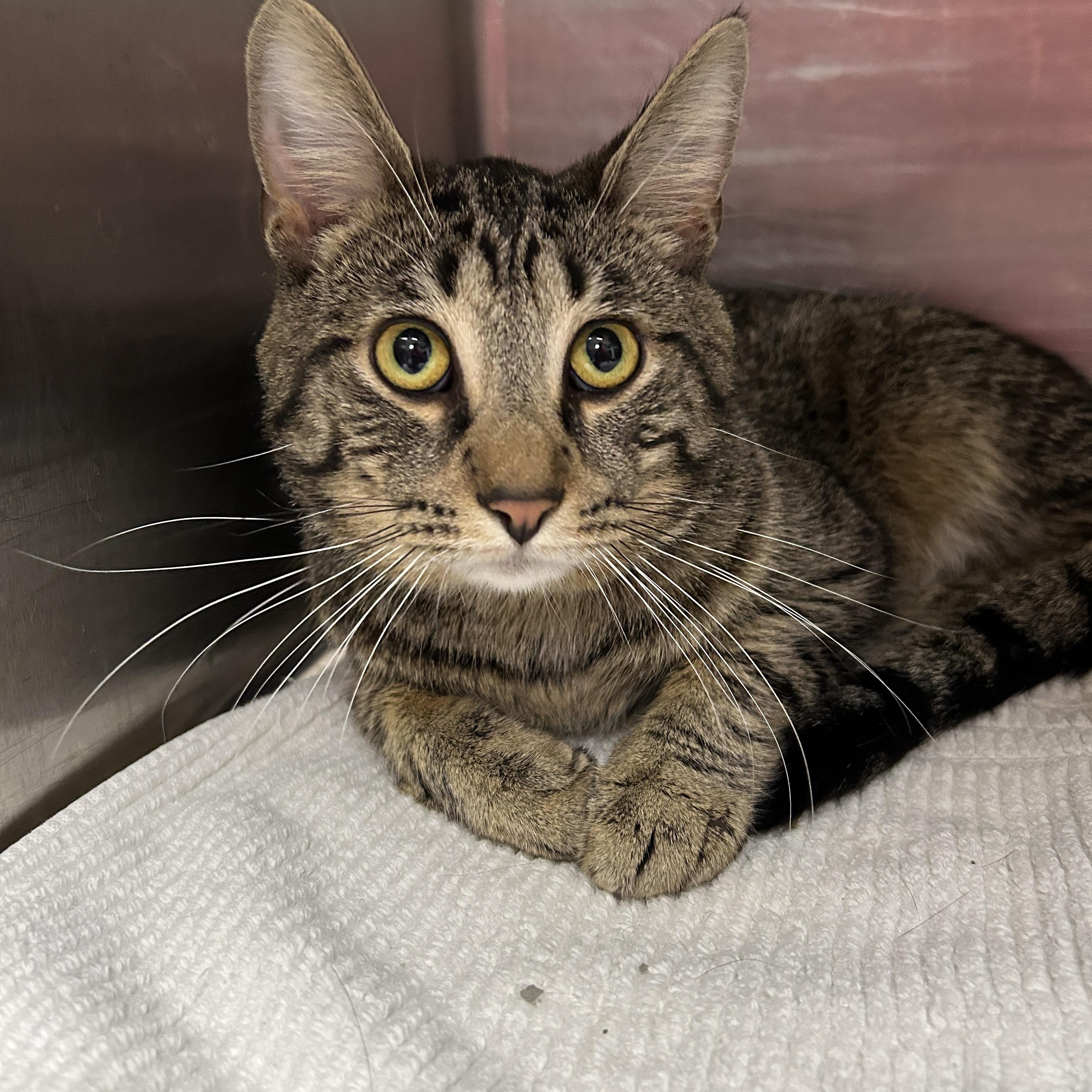 San Francisco , adoptable, Adult Male Domestic Short Hair.