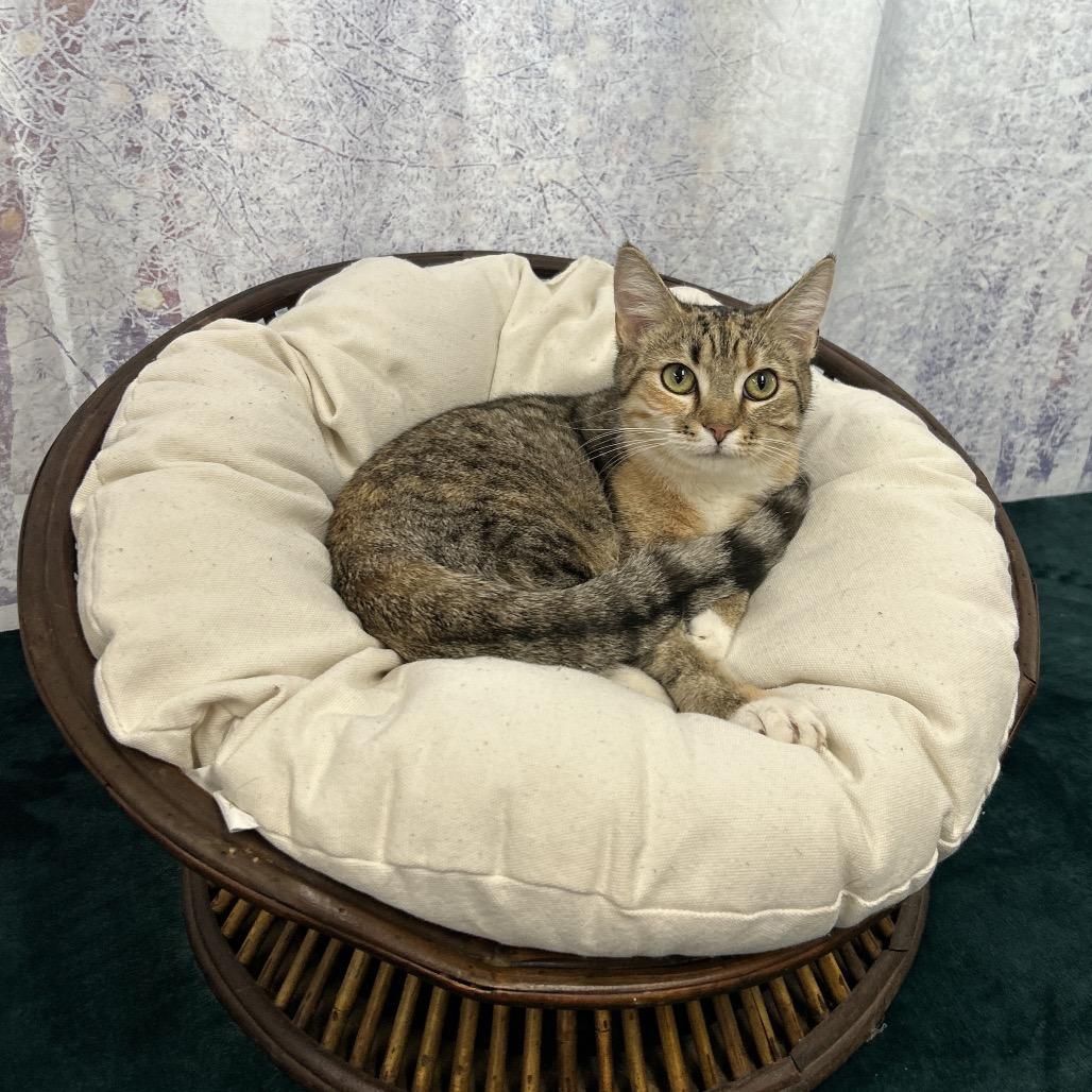 Barb, Adoptable, Kitten Female Domestic Short Hair.