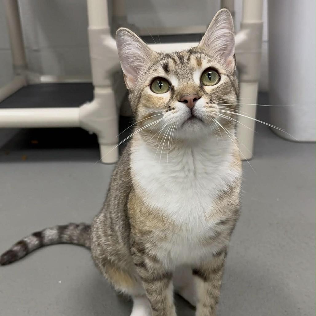 Enlarge Barb, a Adoptable Domestic Short Hair in Walnut Cove, NC image 3/6