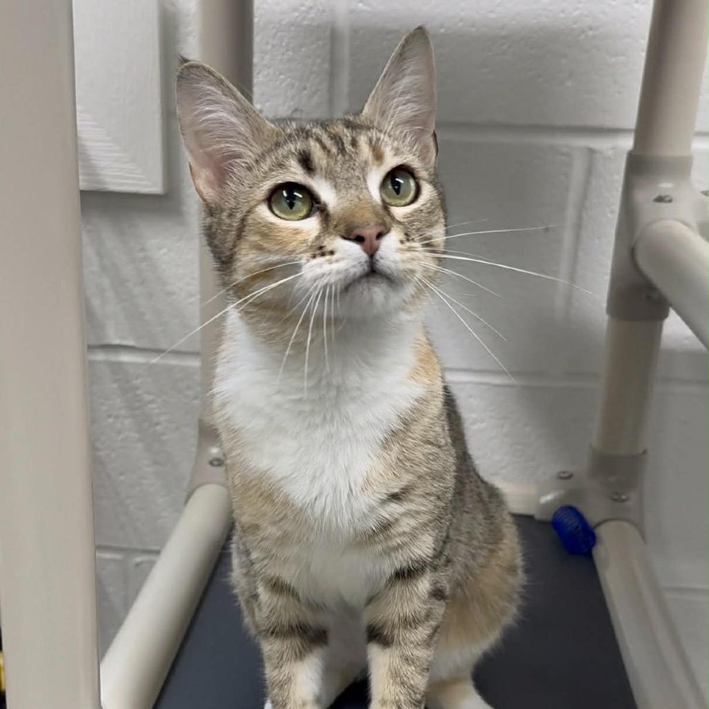 Enlarge Barb, a Adoptable Domestic Short Hair in Walnut Cove, NC image 6/6