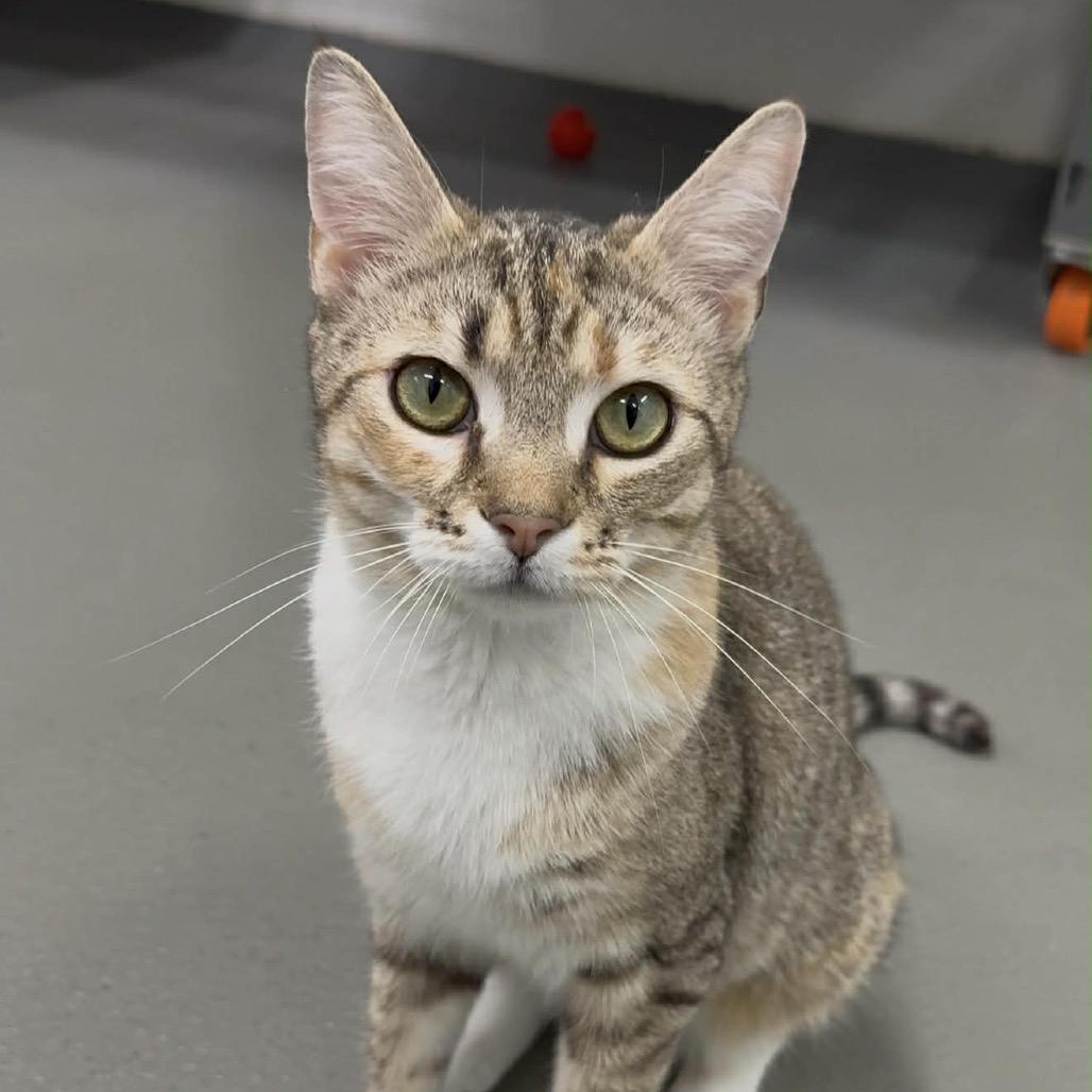 Enlarge Barb, a Adoptable Domestic Short Hair in Walnut Cove, NC image 1/6