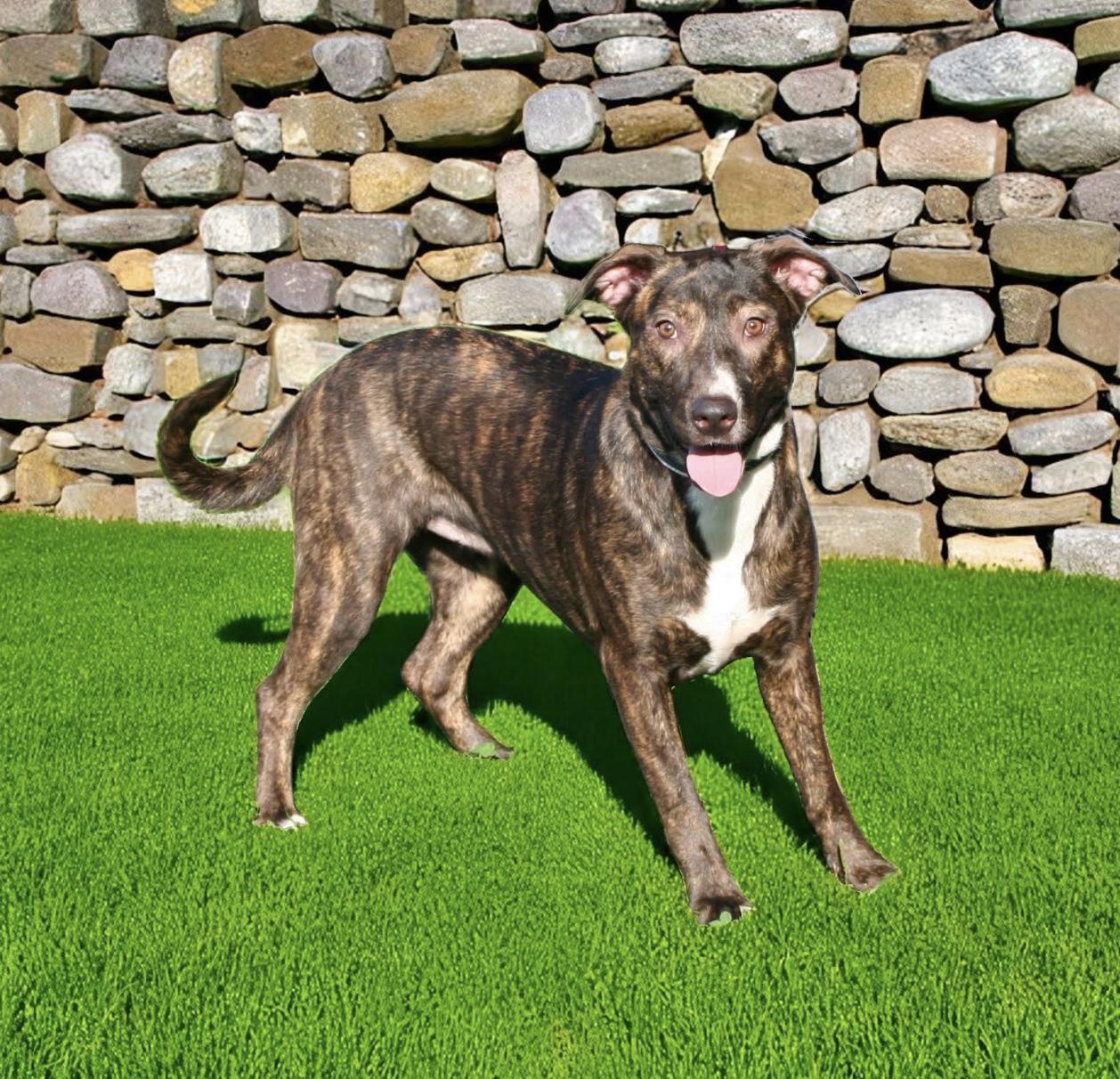 Ivy Garden ~ Loves children!, a Adoptable mixed breed in Woburn, MA image 4/6