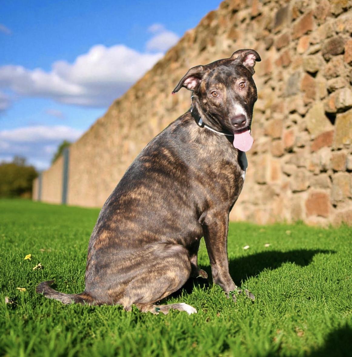 Ivy Garden ~ Loves children!, a Adoptable mixed breed in Woburn, MA image 5/6