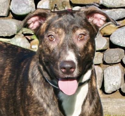Ivy Garden ~ Loves children!, Adoptable, Young Female Dutch Shepherd & Boxer.