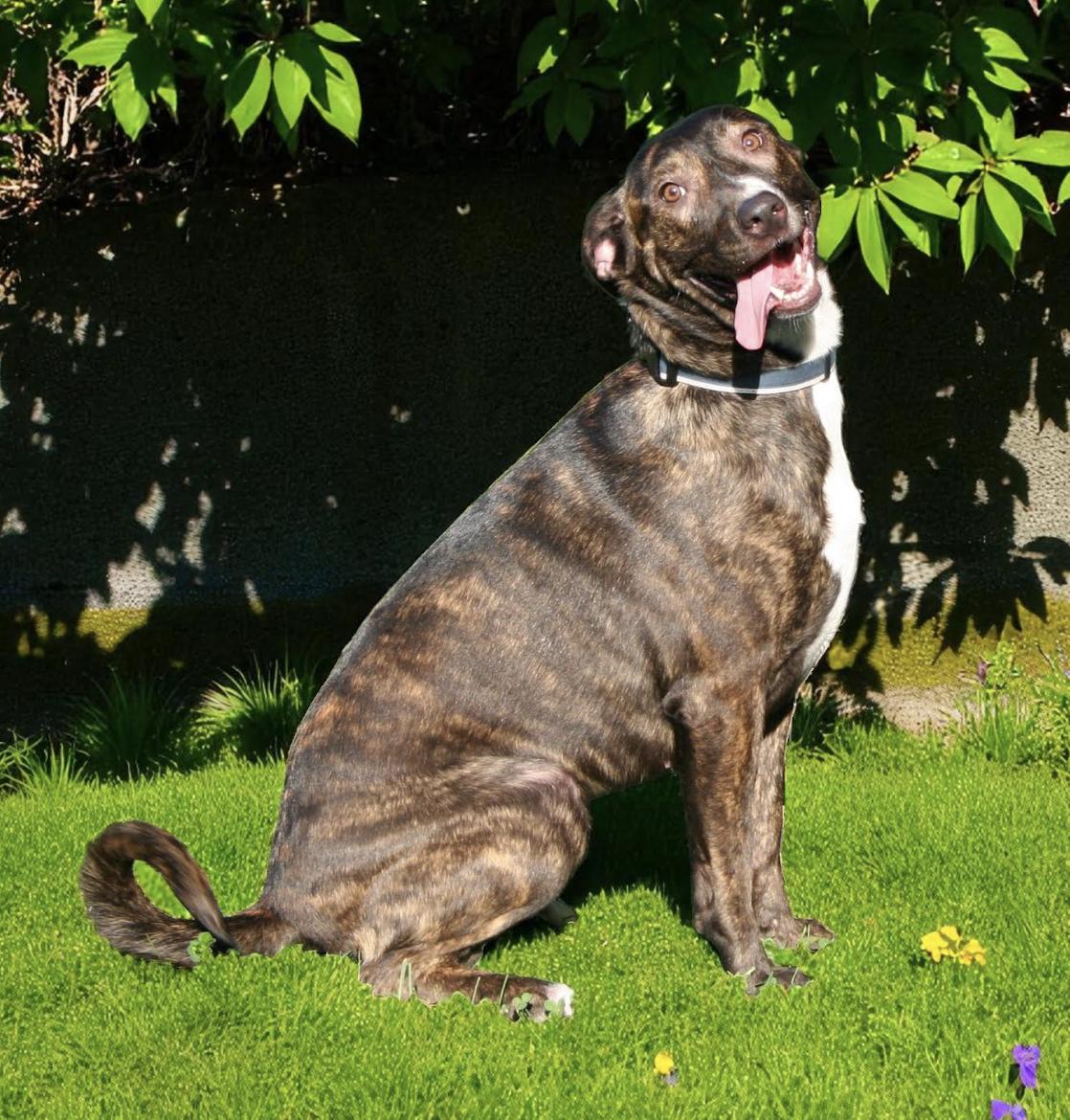 Ivy Garden ~ Loves children!, a Adoptable mixed breed in Woburn, MA image 3/6