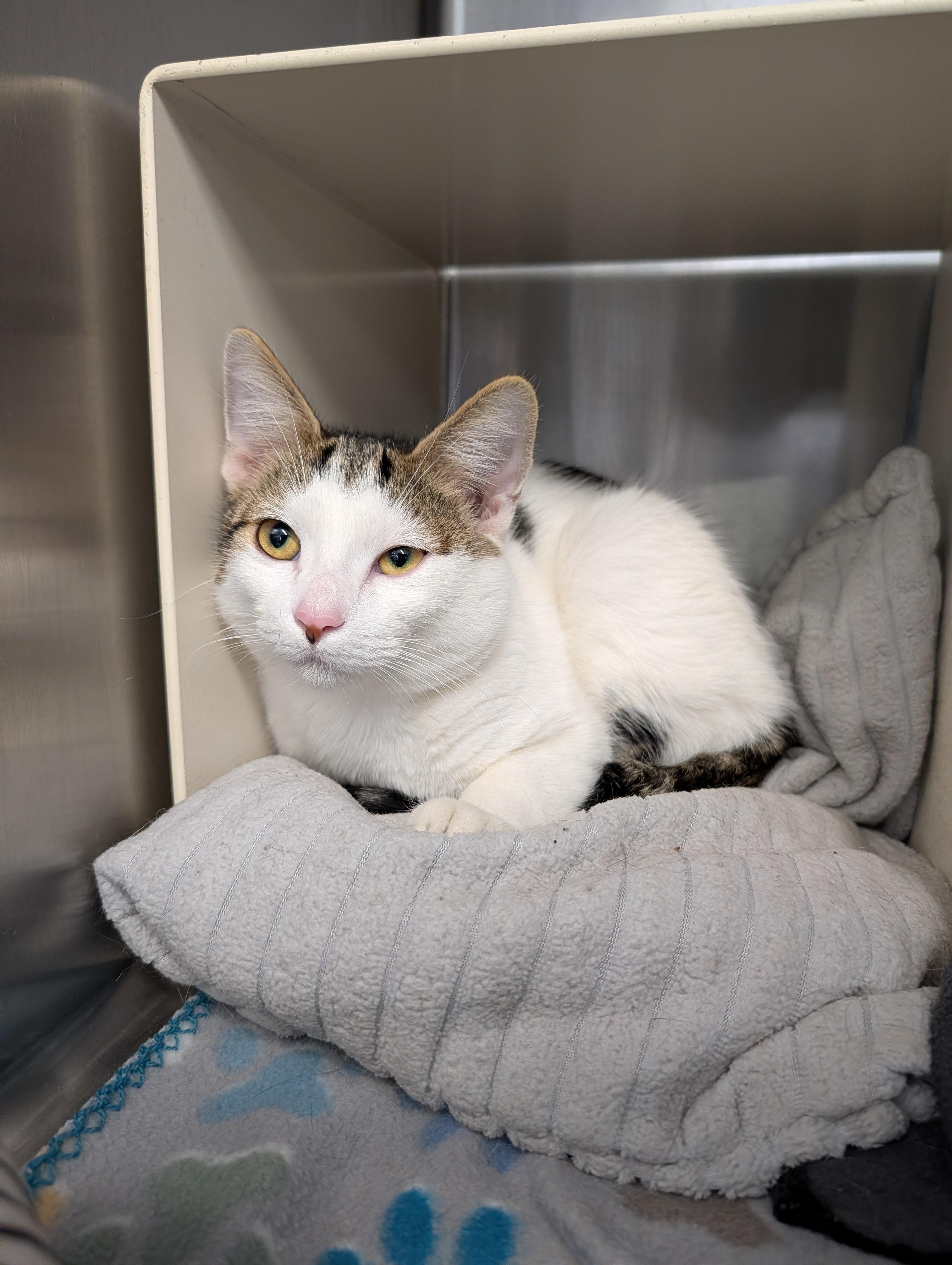 Mozzarella thumbnail 2