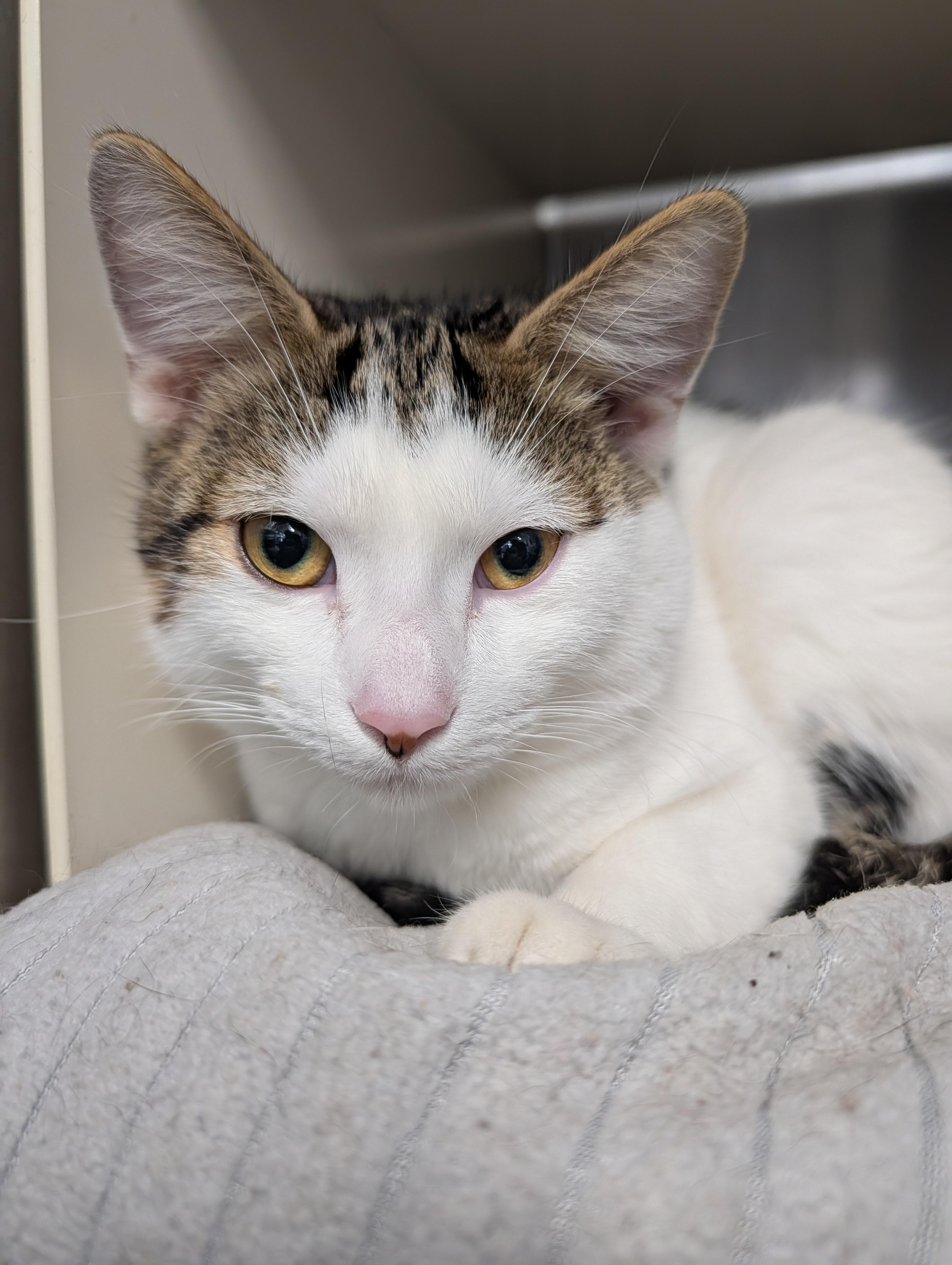 Mozzarella thumbnail 3