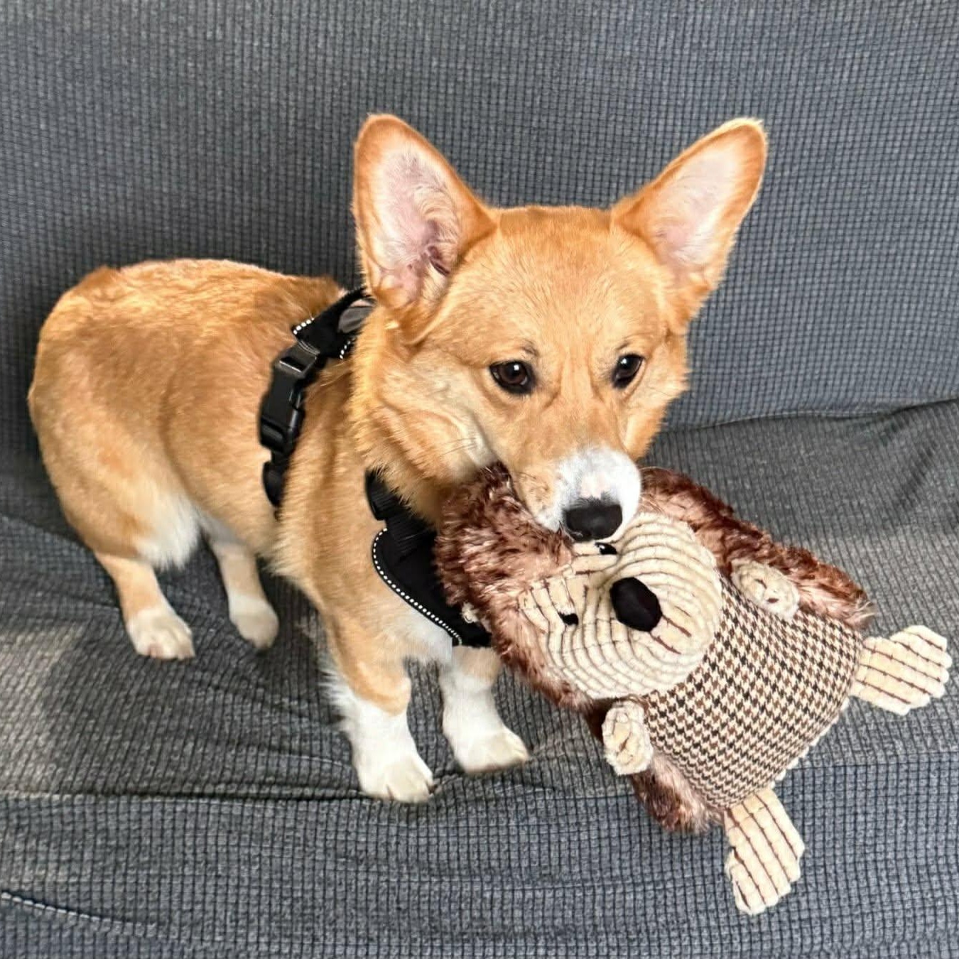 Enlarge Brookie, a ADOPTABLE Corgi in St Thomas, ON image 2/3
