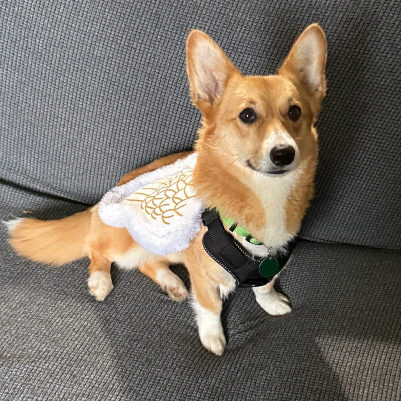 Enlarge Brookie, a ADOPTABLE Corgi in St Thomas, ON image 3/3