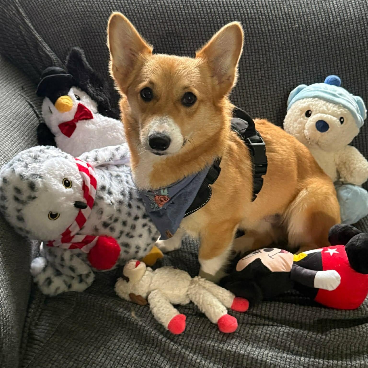 Enlarge Brookie, a ADOPTABLE Corgi in St Thomas, ON image 1/3