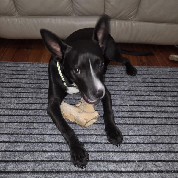 Enlarge Tippy Toes @ Foster, a Adoptable Mixed Breed in Summerville, SC image 5/6
