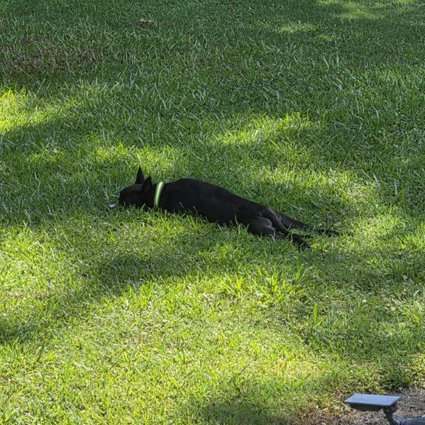 Enlarge Tippy Toes @ Foster, a Adoptable Mixed Breed in Summerville, SC image 6/6