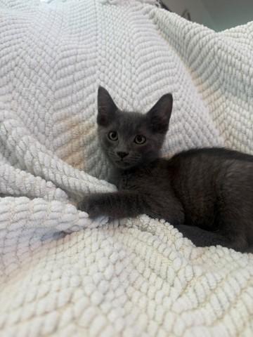 Apache, adopted, Young Male Russian Blue.