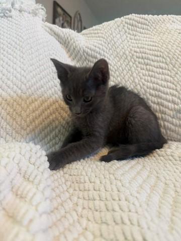 Apache, an adopted Russian Blue in Syracuse, NY image 5/6