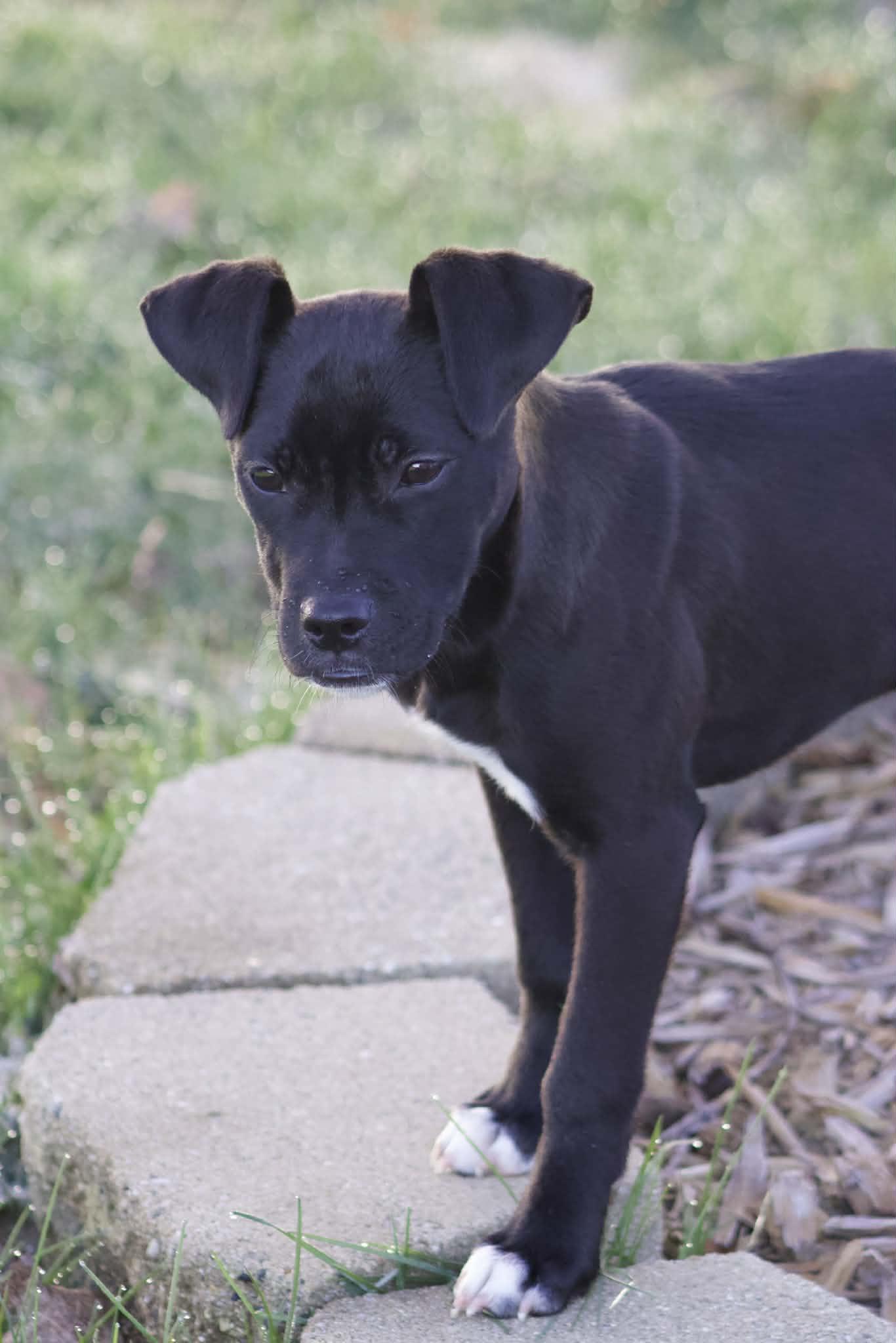 Enlarge Sugar, a ADOPTABLE mixed breed in Grand Rapids, MI image 3/3