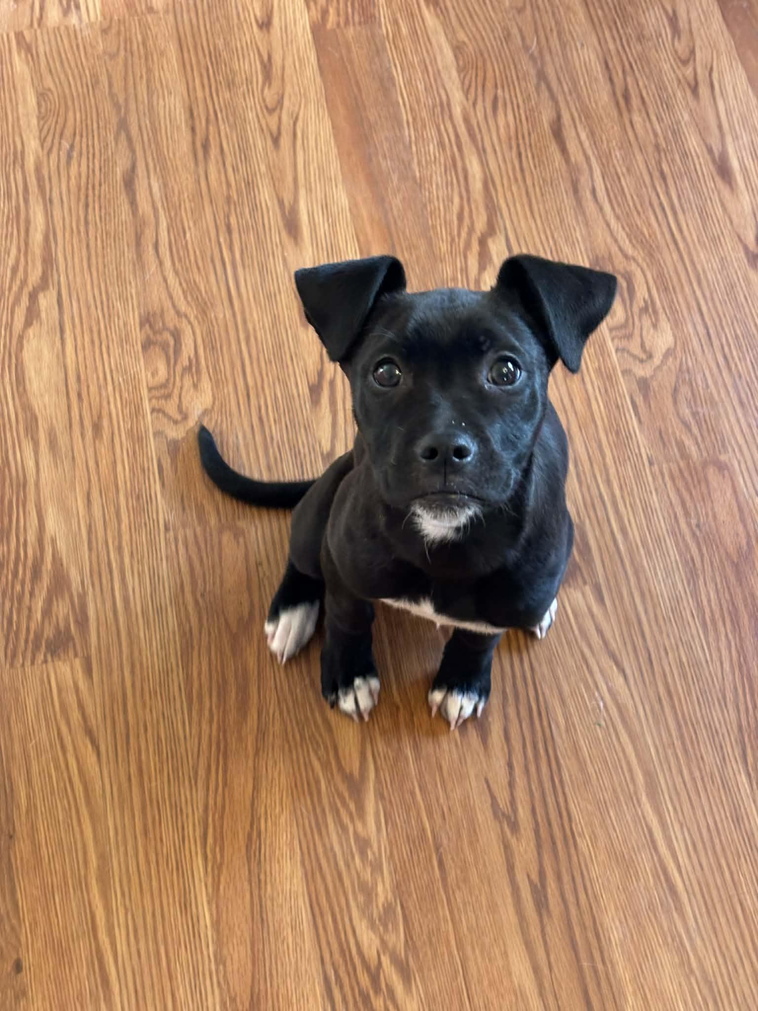 Enlarge Sugar, a ADOPTABLE mixed breed in Grand Rapids, MI image 1/3