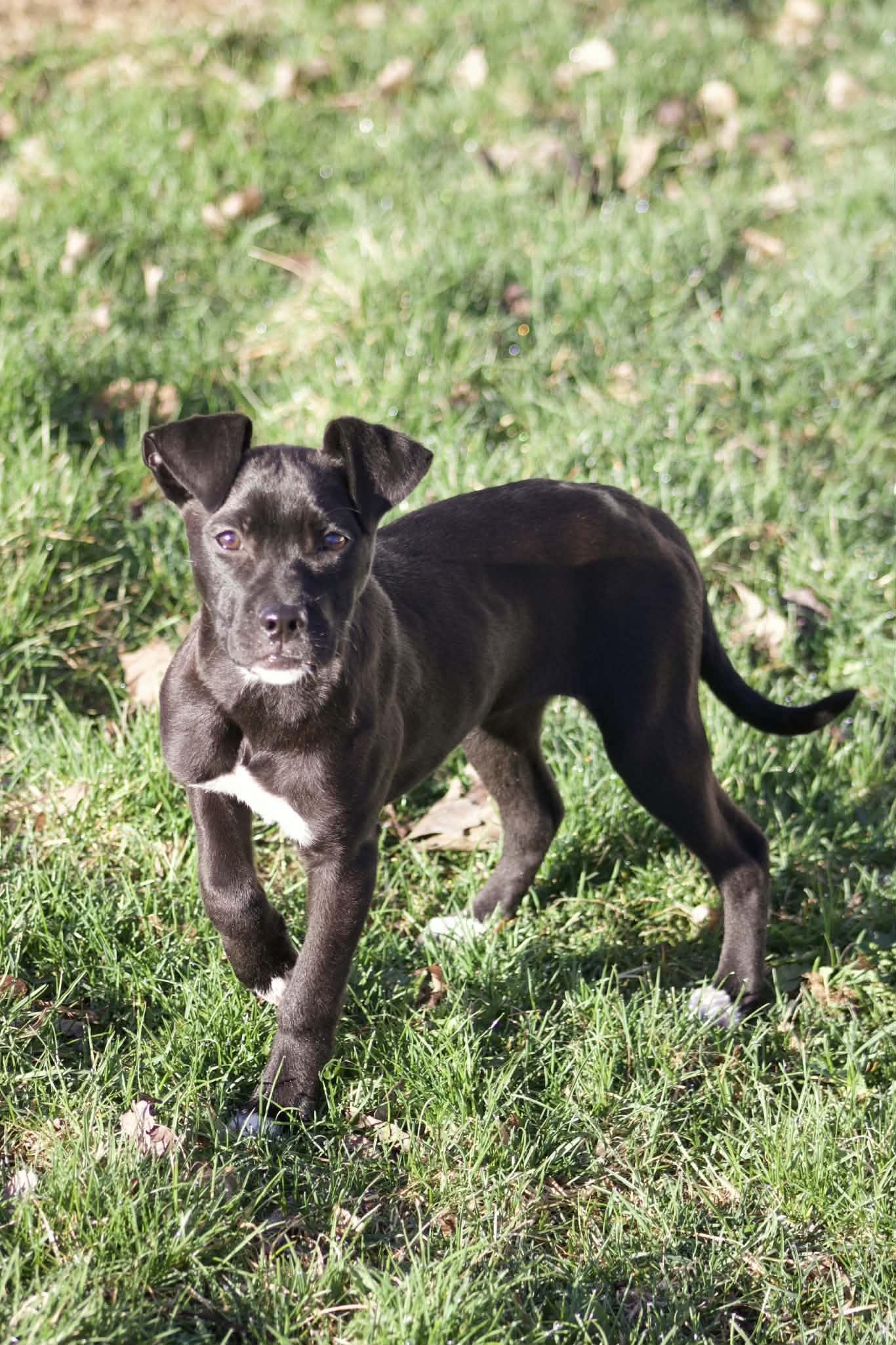 Enlarge Sugar, a ADOPTABLE mixed breed in Grand Rapids, MI image 2/3