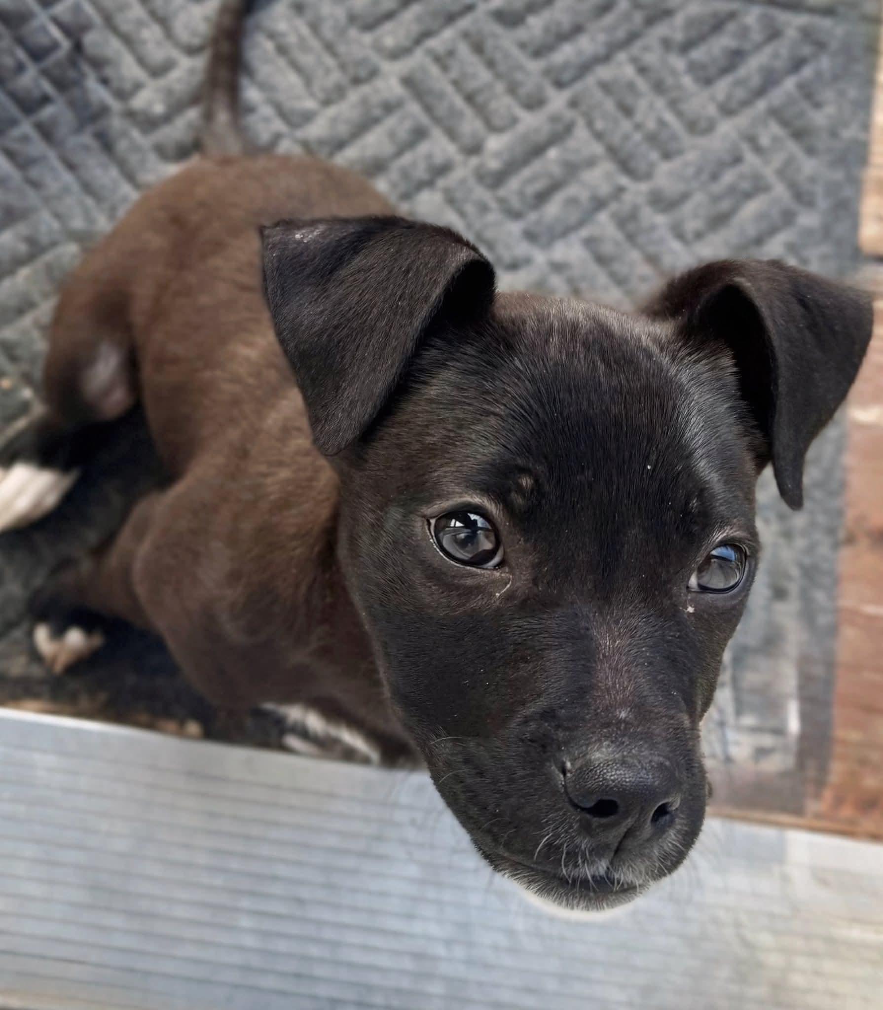 Enlarge Sugar, a ADOPTABLE mixed breed in Grand Rapids, MI image 2/3