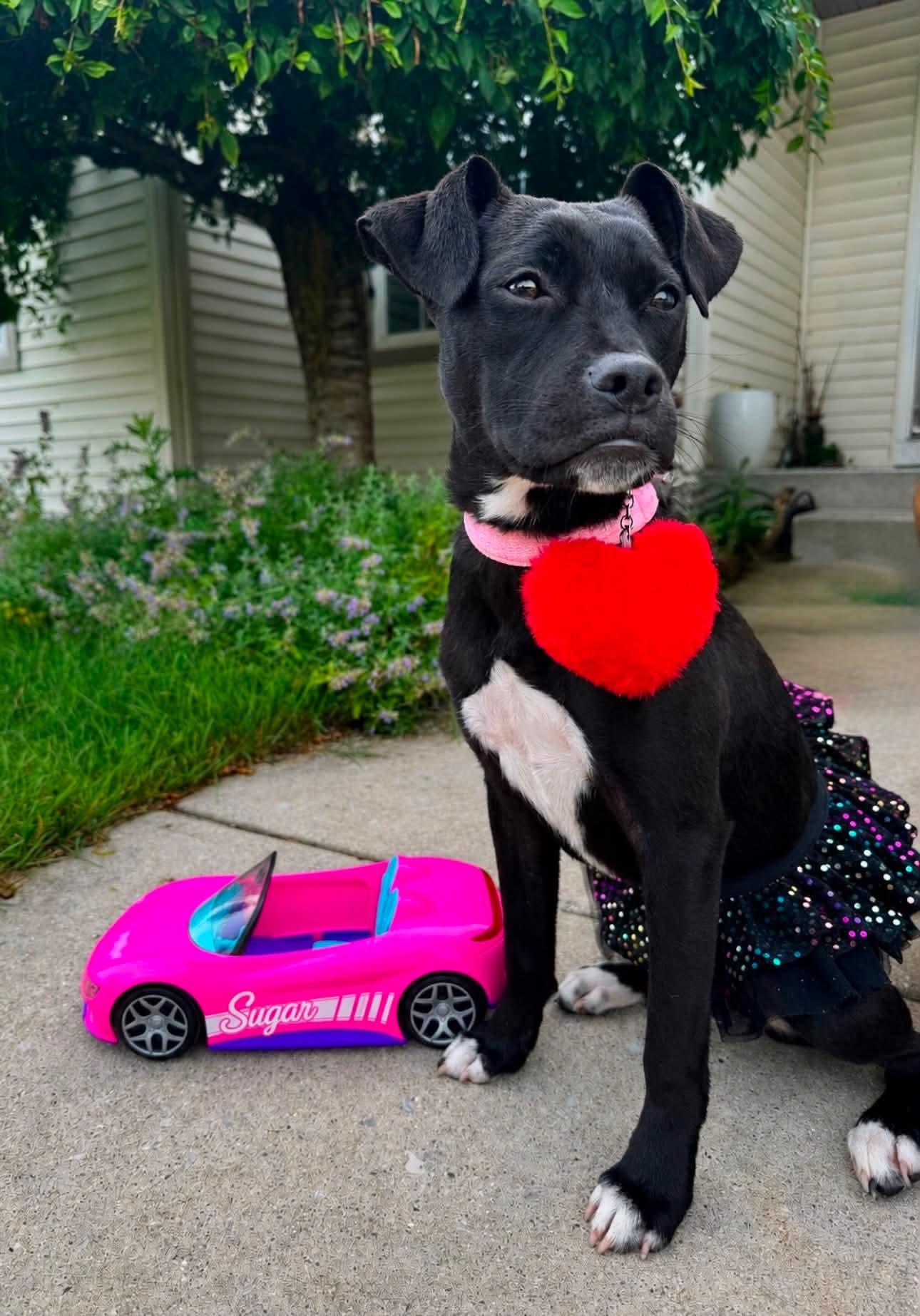 Sugar, ADOPTABLE, Puppy Female Mixed Breed.