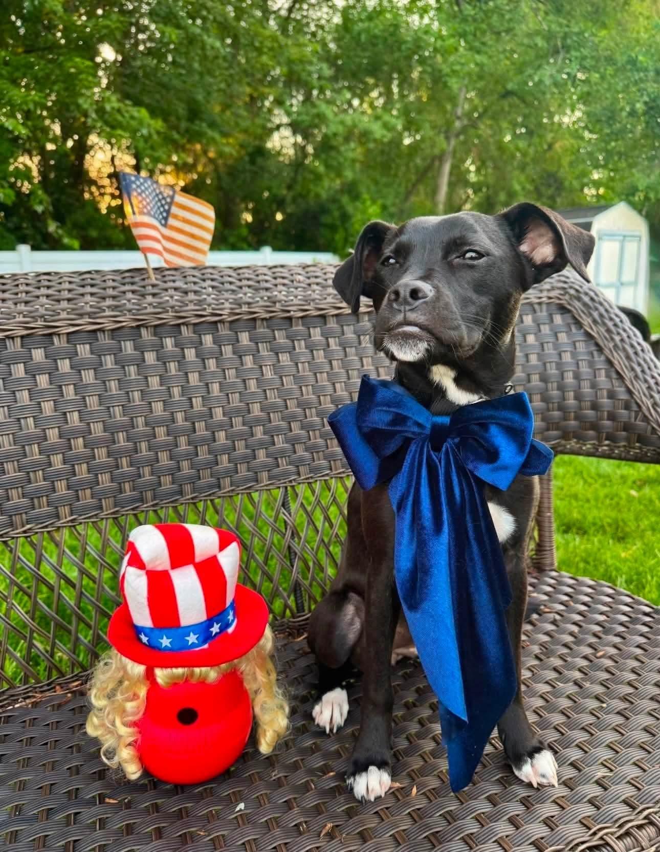 Enlarge Sugar, a ADOPTABLE mixed breed in Grand Rapids, MI image 3/3