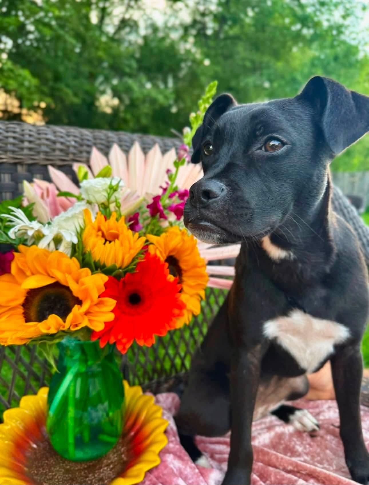 Enlarge Sugar, a ADOPTABLE mixed breed in Grand Rapids, MI image 2/3