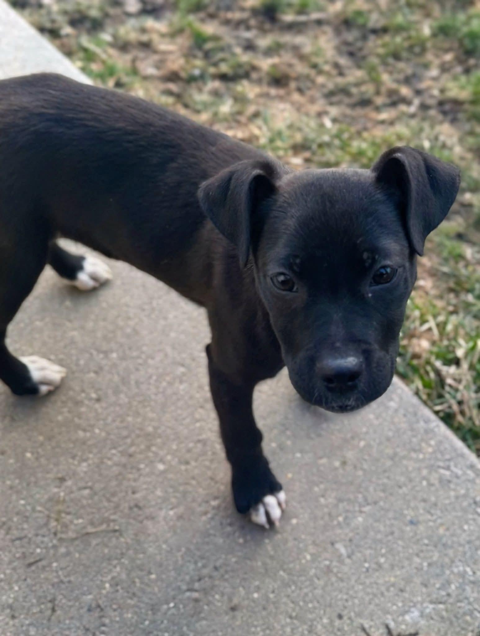 Enlarge Sugar, a ADOPTABLE mixed breed in Grand Rapids, MI image 3/3