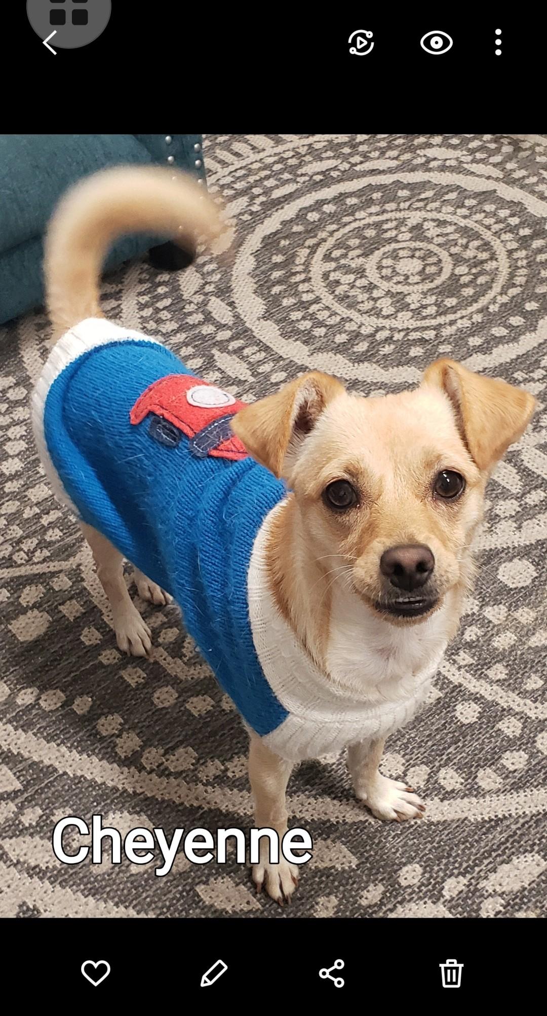 Cheyenne, adopted, Adult Female Chihuahua.