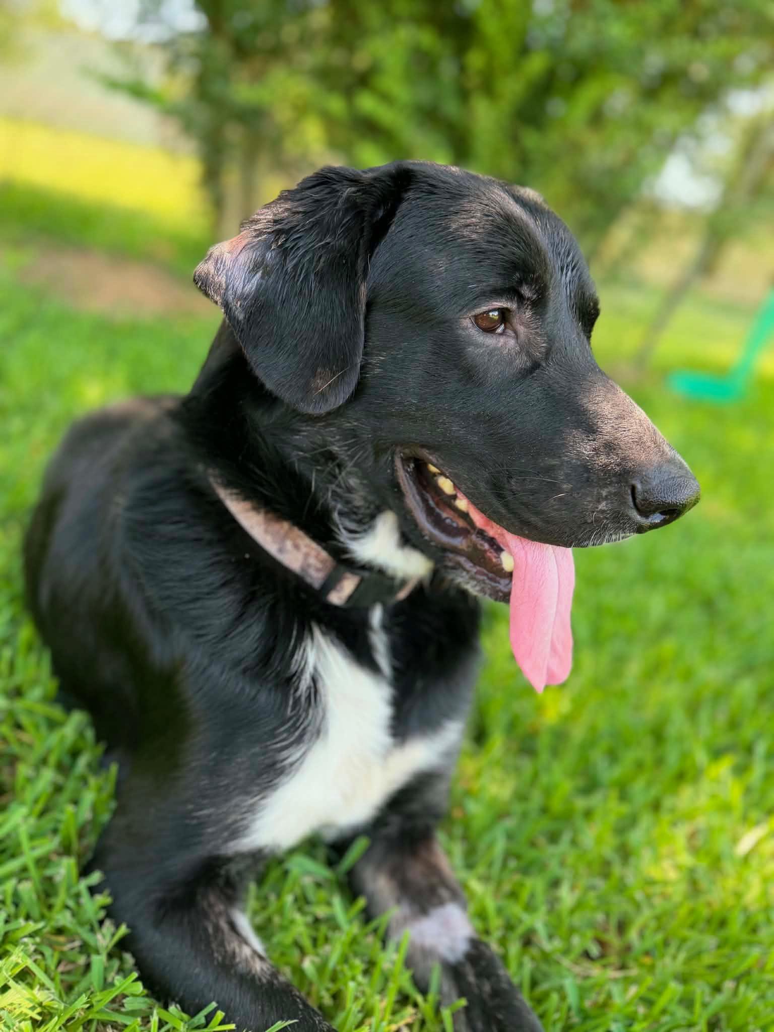 Enlarge Sinatra, a ADOPTABLE mixed breed in Willington, CT image 4/6