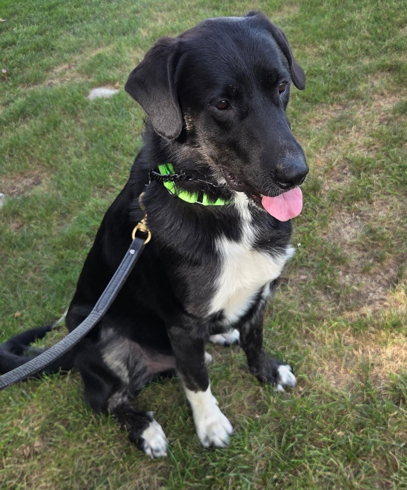 Enlarge Sinatra - In Mass., a ADOPTABLE mixed breed in Willington, CT image 2/6