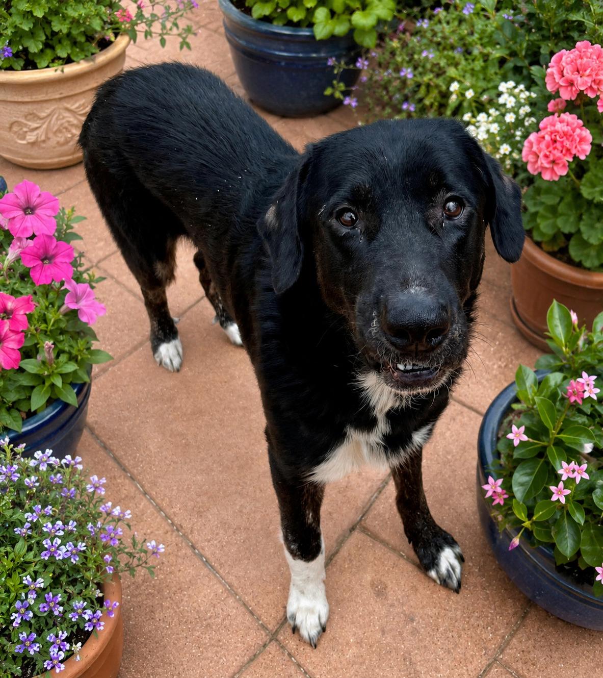 Sinatra, ADOPTABLE, Adult Male Black Labrador Retriever.