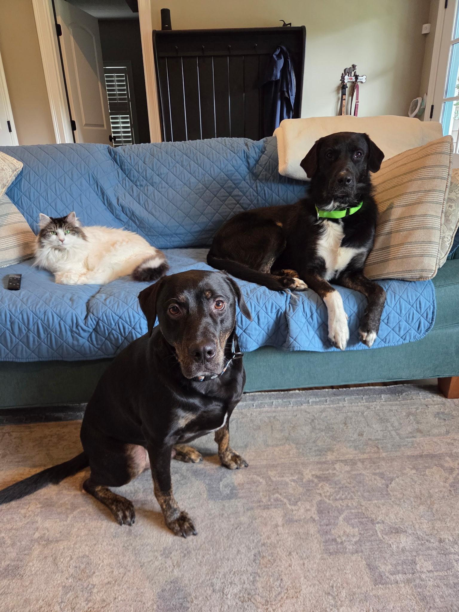 Enlarge Sinatra - In Mass., a ADOPTABLE mixed breed in Willington, CT image 4/6
