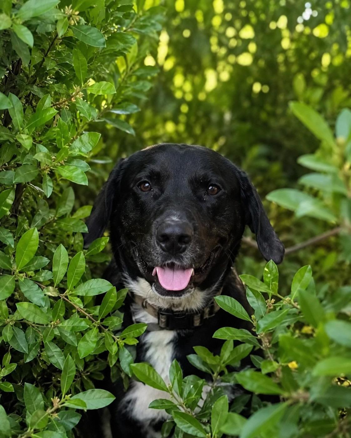 Enlarge Sinatra - In Mass., a ADOPTABLE mixed breed in Willington, CT image 6/6