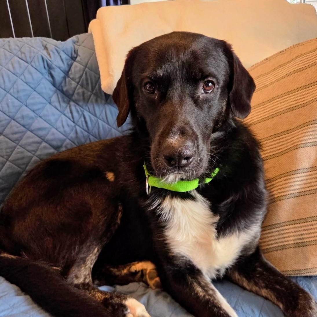 Enlarge Sinatra - In Mass., a ADOPTABLE mixed breed in Willington, CT image 1/6