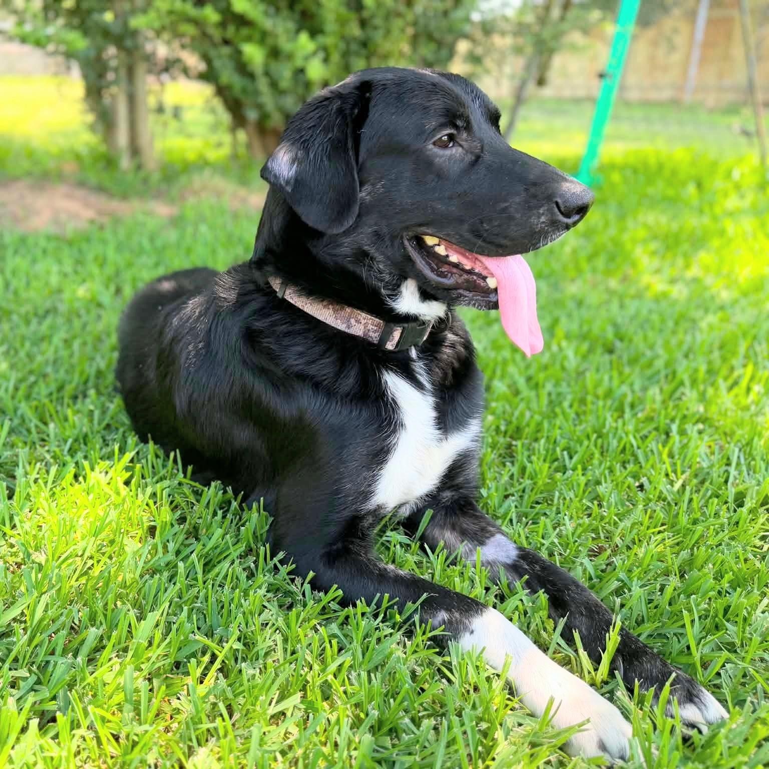 Enlarge Sinatra, a ADOPTABLE mixed breed in Willington, CT image 3/6