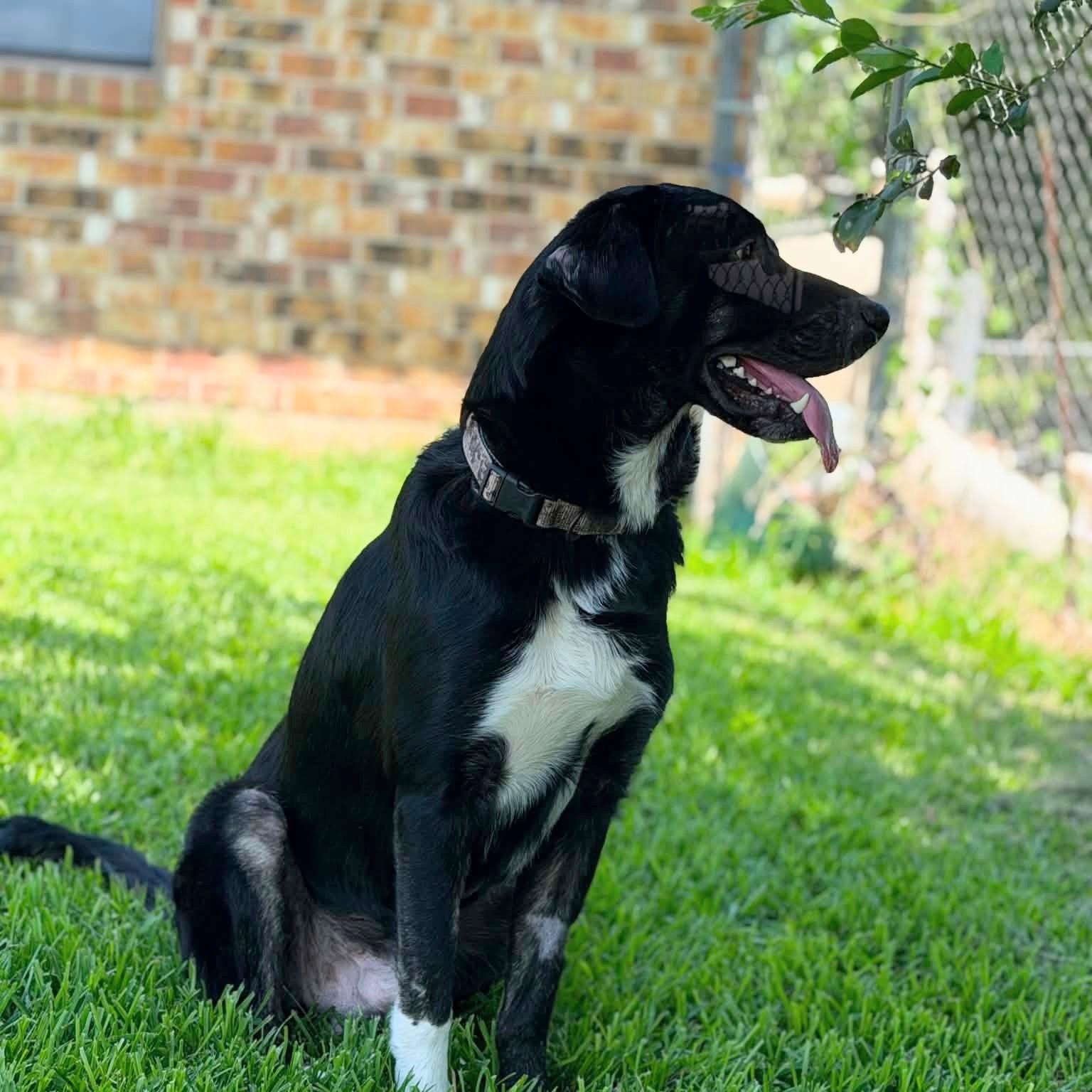 Enlarge Sinatra, a ADOPTABLE mixed breed in Willington, CT image 6/6