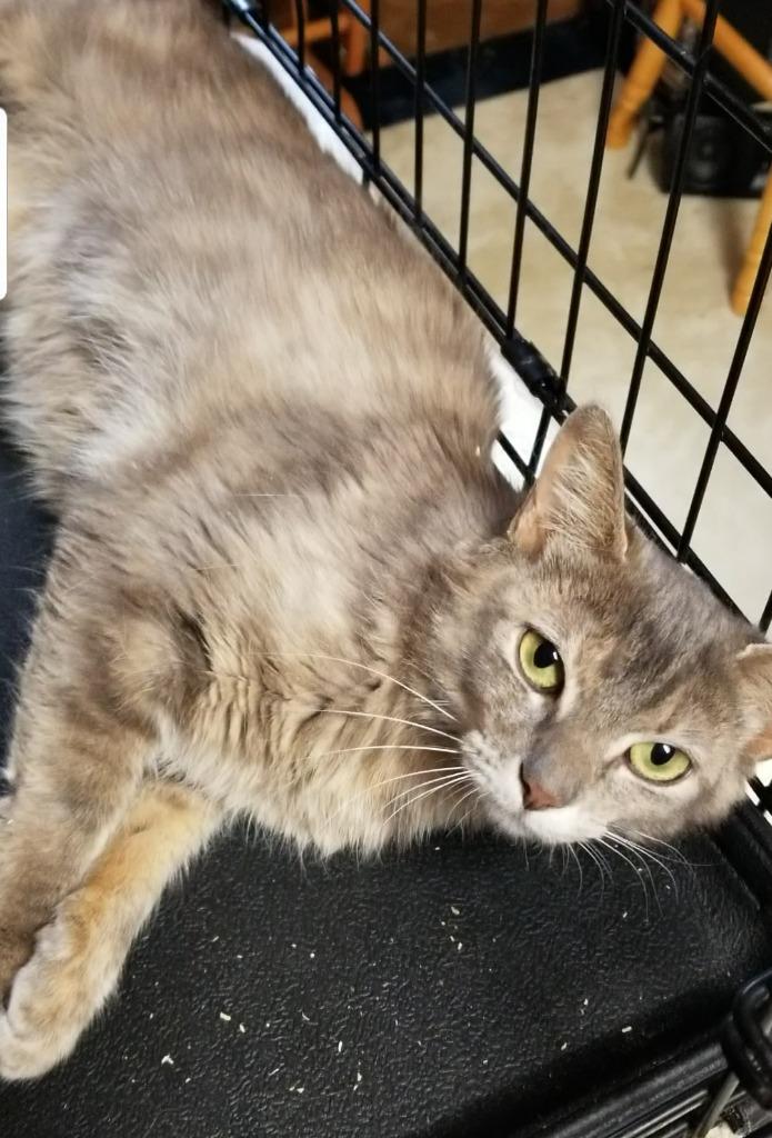 Chloie, Adoptable, Adult Female Domestic Medium Hair.