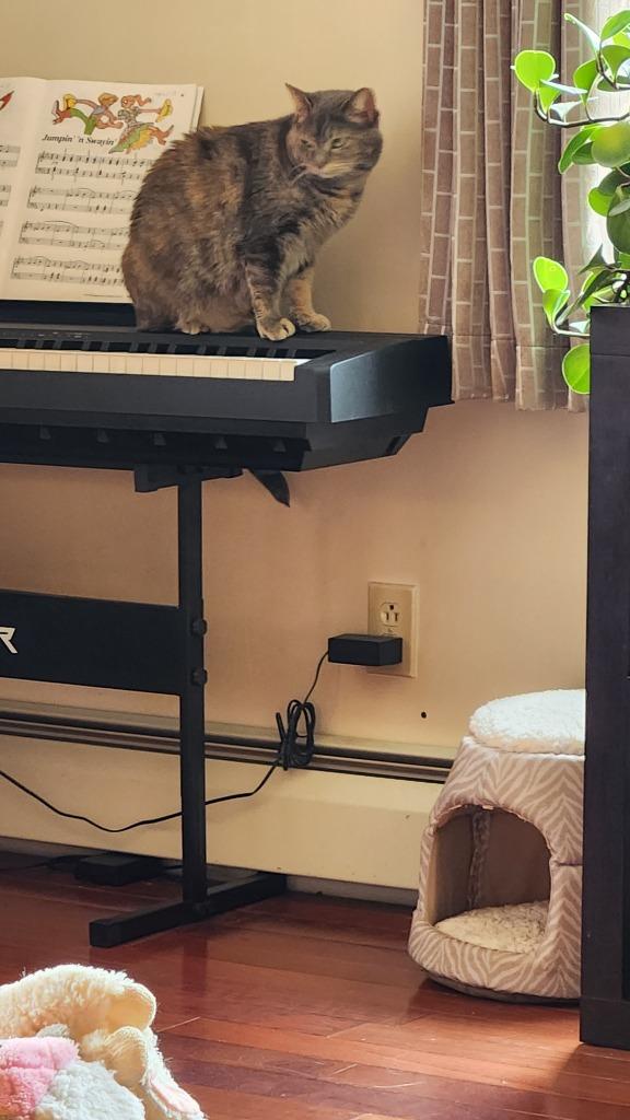 Enlarge Chloie, a Adoptable mixed breed in Brainardsville, NY image 2/6