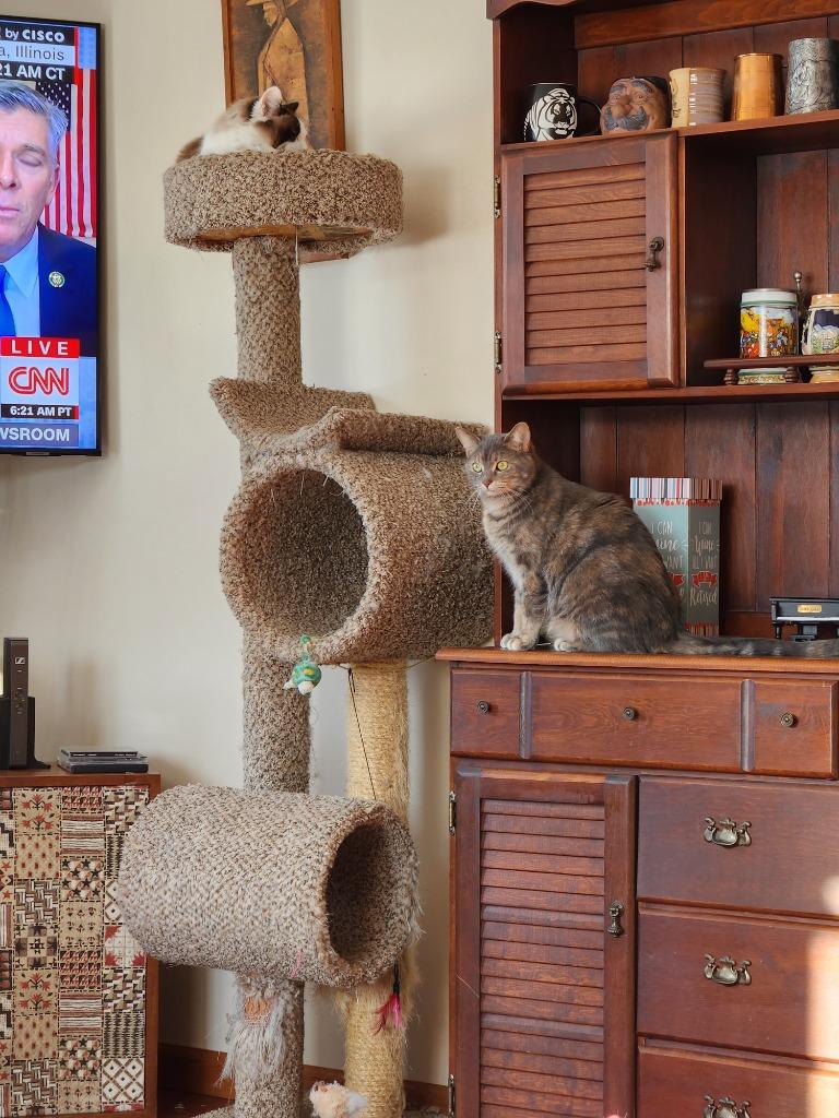 Enlarge Chloie, a Adoptable mixed breed in Brainardsville, NY image 4/6